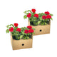 Pelargonium peltatum Rood Ø12 cm - ↕20 cm