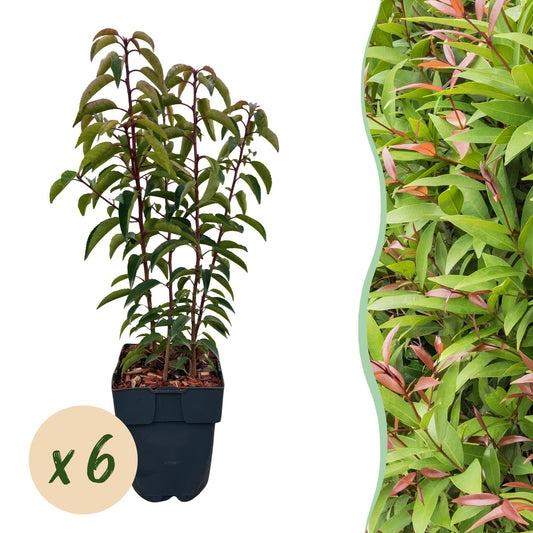 Prunus lusitanica ‘Angustifolia’ – Haagplant | Set van 6 planten | Ø17 cm | ↕50 cm | Voor ±1 meter haag | Groenblijvend