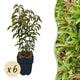 Prunus lusitanica ‘Angustifolia’ – Haagplant | Set van 6 planten | Ø17 cm | ↕50 cm | Voor ±1 meter haag | Groenblijvend