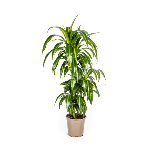 Dracaena Deremensis Hawaiian Sunshine Ø21cm - ↕90 - 110cm
