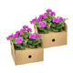 Pelargonium peltatum Violet Ø12 cm - ↕20 cm