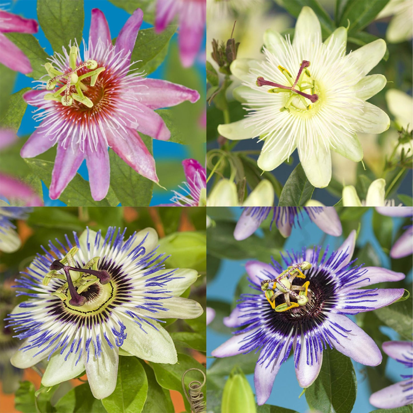 Passiflora ‘Rainbow’ – Passiebloem | Set van 4 planten | Ø11 cm | ↕40 cm