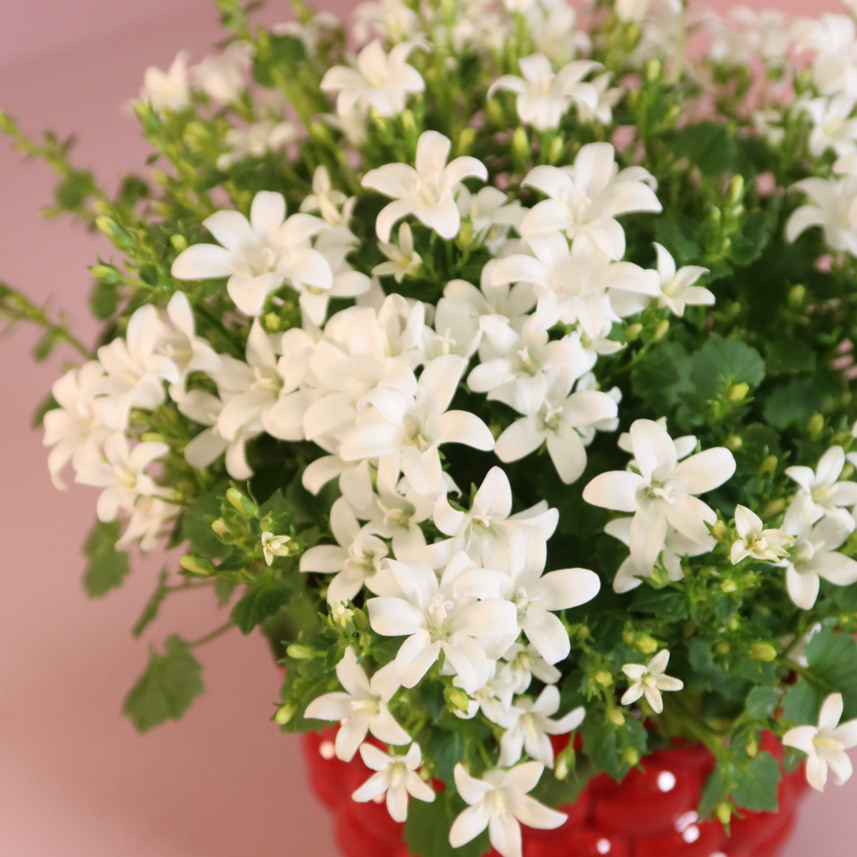 2x Campanula Addenda Ambella White in Berry sierpotten - potmaat 12cm - vaste plant - winterhard