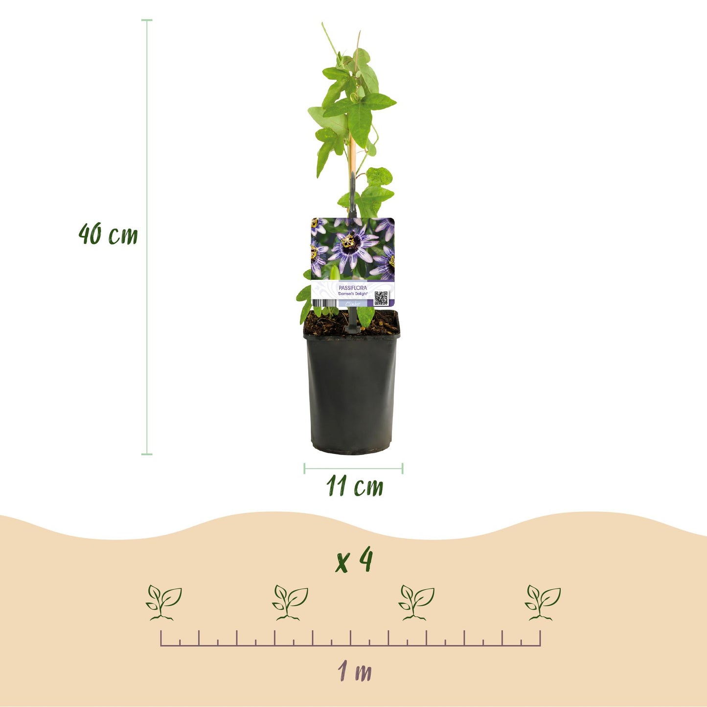 Passiflora ‘Rainbow’ – Passiebloem | Set van 4 planten | Ø11 cm | ↕40 cm