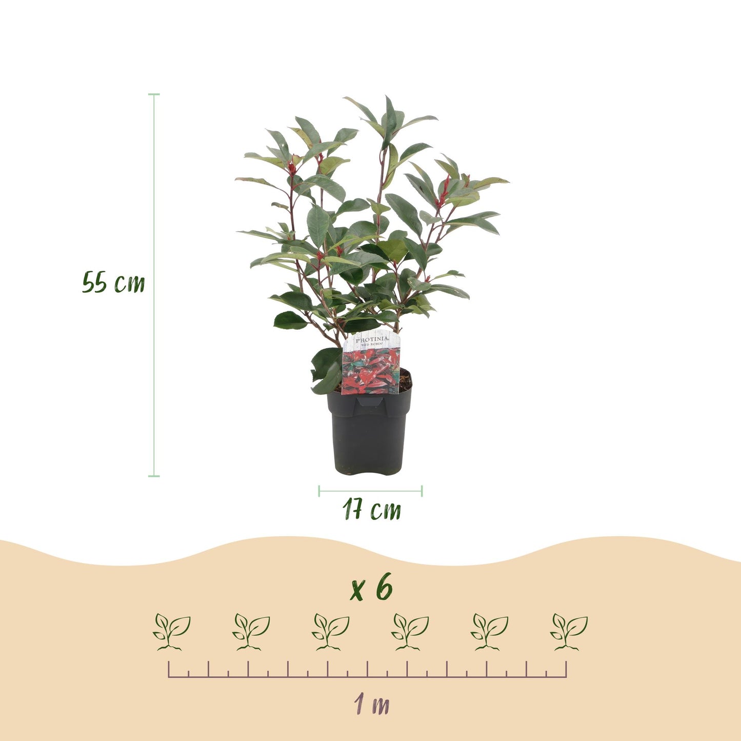 Photinia fraseri ‘Red Robin’ – Haagplant | Set van 6 planten | Ø17 cm | ↕55 cm | Voor 1 strekkende meter