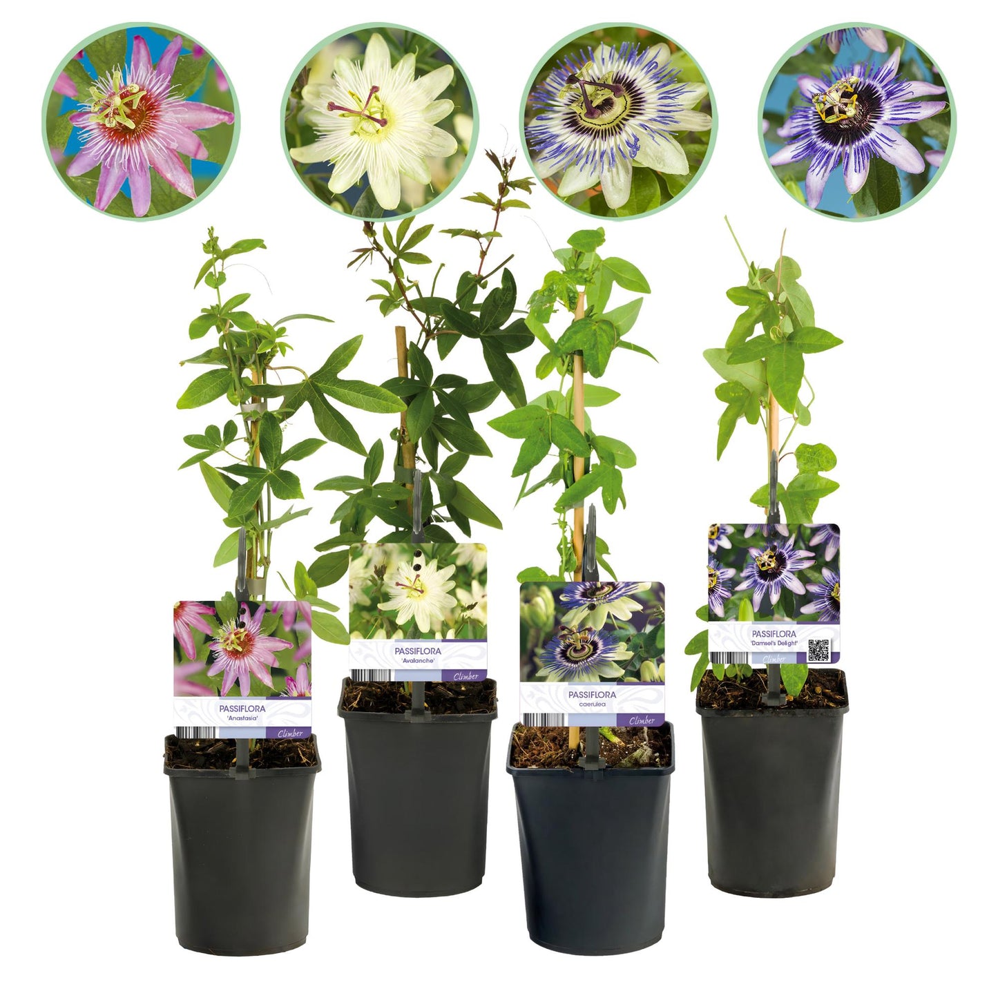 Passiflora ‘Rainbow’ – Passiebloem | Set van 4 planten | Ø11 cm | ↕40 cm