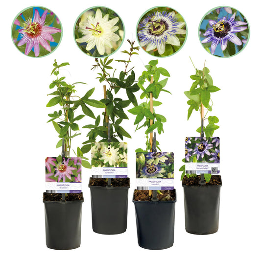 Passiflora ‘Rainbow’ – Passiebloem | Set van 4 planten | Ø11 cm | ↕40 cm