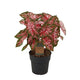 Caladium Carolyn Whorton - 60 cm - Ø21cm
