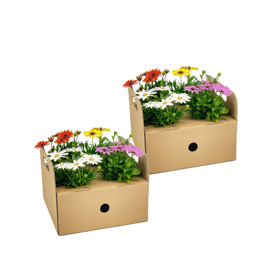 Osteospermum ecklonis Mix – Ø12 cm | ↕20 cm (Set van 8 planten)
