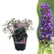 Buddleja davidii ‘Black Night’ – Vlinderstruik | 1 Plant | Ø17 cm | ↕25 cm