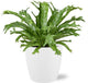 Asplenium Nidus Crissie - Ø17cm - ↕40cm/45cm+ Pot Brussels D18x17cm - Wit