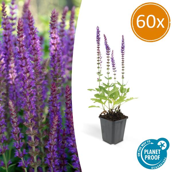 Salvia nem. 'Ostfriesland' - ↕10-25cm - Ø9cm