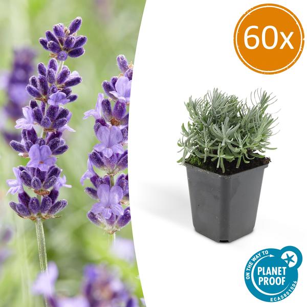 Lavandula 'Hidcote' - ↕10-25cm - Ø9cm