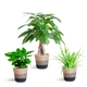 Diervriendelijke Plantenbox - klein - Ø12