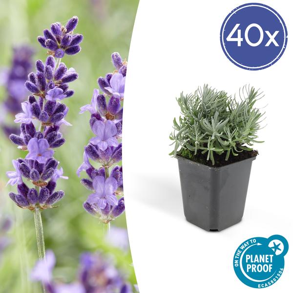 Lavandula 'Hidcote' - ↕10-25cm - Ø9cm