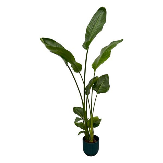 Strelitzia Nicolai inclusief elho Vibes Fold Round blauw - 100cm - 130cm - Ø18