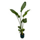 Strelitzia Nicolai inclusief elho Vibes Fold Round blauw - 100cm - 130cm - Ø18