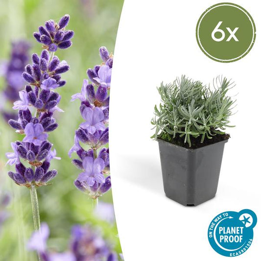 Lavandula 'Hidcote' - ↕10-25cm - Ø9cm