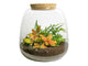 Planten terrarium - Emma Mini - DIY kit - ↑ 20 cm - Ø 19 cm - Fittona Ruby Lime