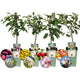 set van 4  Biologische Fruitbomen - Appel, Peer, Kers en Pruim - 4 x Ø 20 cm - ↨ 60 cm