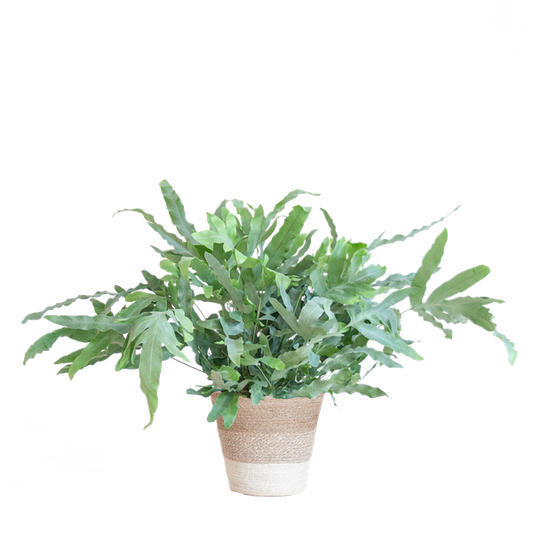 Phlebodium Aureum 'Blue Star' met Mand - 40cm - Ø17