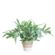 Phlebodium Aureum 'Blue Star' met Mand - 40cm - Ø17