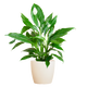 Spathiphyllum met Viber wit - 80cm - Ø21