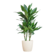Dracaena  Janet Lindt met Pot/mand