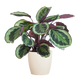Calathea Medaillon met pot/mand
