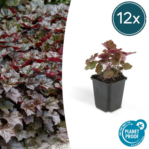 Heuchera mic. 'Palace Purple' - ↕10-25cm - Ø9cm