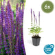 Salvia nem. 'Ostfriesland' - ↕10-25cm - Ø9cm