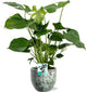 Monstera Deliciosa  Ø19cm - ↕60cm + Sem Pot D20x18cm - Groen