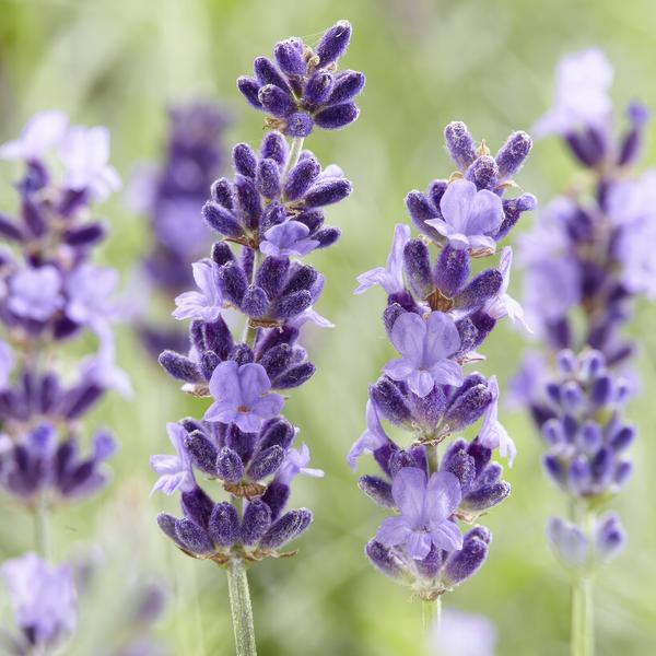Lavandula 'Hidcote' - ↕10-25cm - Ø9cm
