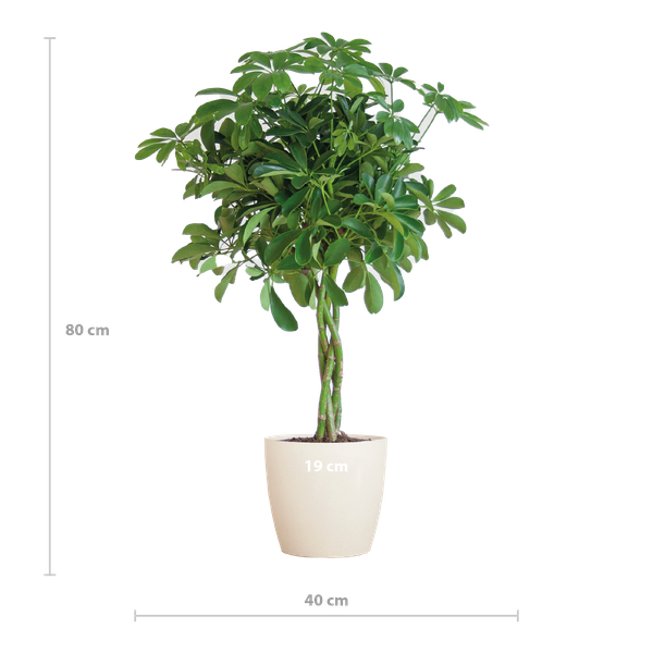 Schefflera Arab Nora met pot/mand - 70cm - Ø21