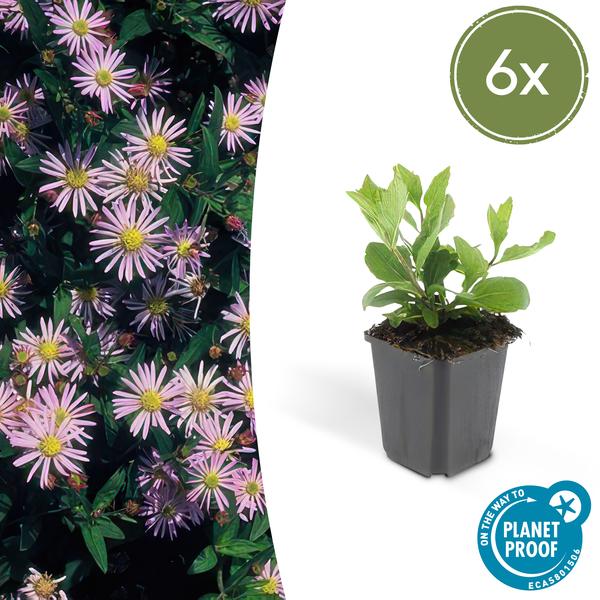Aster ageratoides 'Asran' - ↕10-25cm - Ø9cm