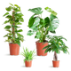 Easy care Plantenbox - medium - zonder sierpot