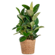 Ficus Elastica Robusta XL met mand Torun - 90cm - Ø27