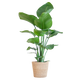 Strelitzia Nicolai met Mand/pot