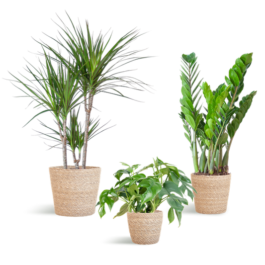 Schaduw Plantenbox - medium - met mand Sofia