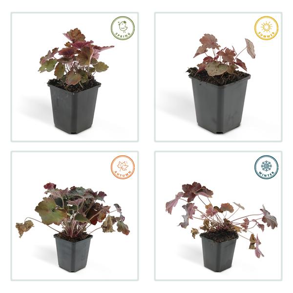 Heuchera mic. 'Palace Purple' - ↕10-25cm - Ø9cm