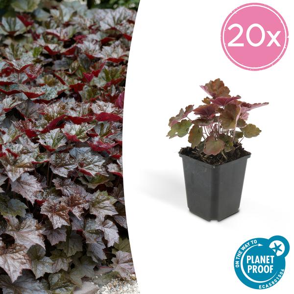 Heuchera mic. 'Palace Purple' - ↕10-25cm - Ø9cm