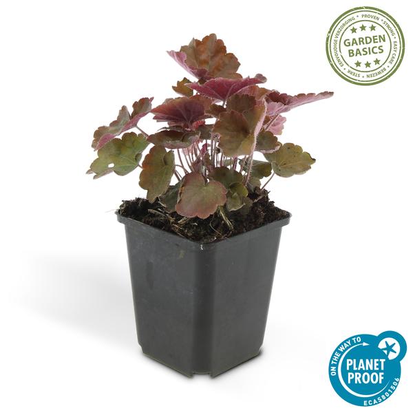 Heuchera mic. 'Palace Purple' - ↕10-25cm - Ø9cm