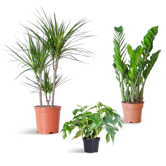 Schaduw Plantenbox - medium - zonder sierpot