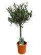 Olea Europaea 