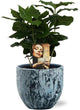 Coffea Arabica - Ø12cm - ↕25cm + Sem Pot D14x13cm - Blauw