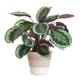 Calathea Medaillon met Lissabon mand wit - 65cm - Ø19