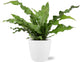Microsorum Diversifolium - Ø17cm - ↕45cm + Pot Brussels D18x17cm - Wit