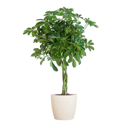 Schefflera Arab Nora met pot/mand - 70cm - Ø21